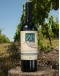 Cabernet Sauvignon